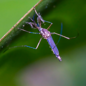 Essex County MA mosquito and tick control 