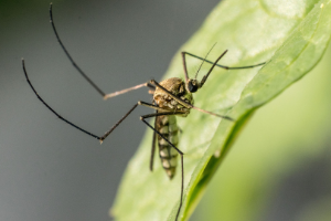 worcester county mosquito control