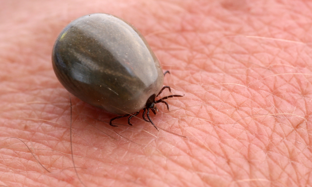 when to spray for ticks in Massachusetts