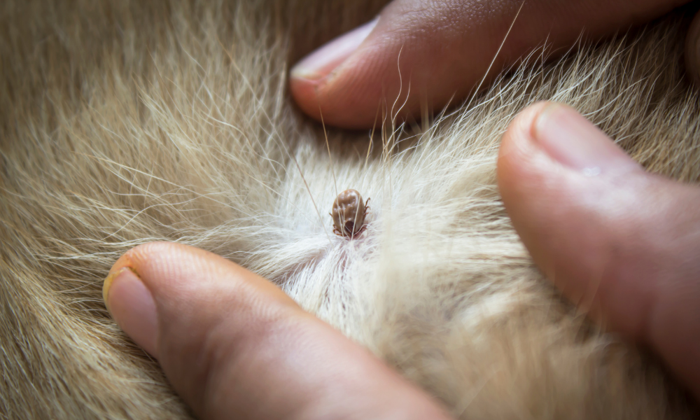 tick control for pets
