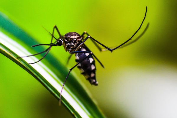 mosquito spraying westborough MA