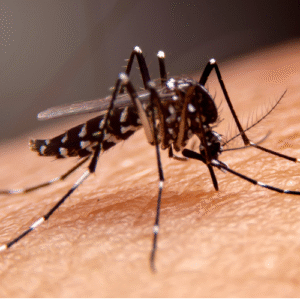 Mosquito & Tick Treatment in Weston MA